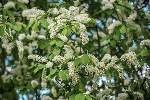 Bird-cherry tree flowers in springtime, natural floral Easter background