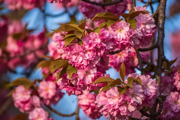 Friss Rózsaszín Virágok Sakura Növekvő Kertben Természetes Tavasz Húsvét Szabadban Stock Fotó