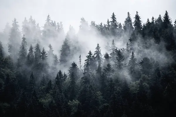 Nebelverhangene Berglandschaft Mit Tannenwald Und Kopierraum Retro Hipster Stil Stockfoto