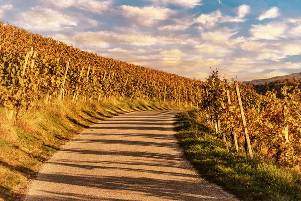 Landschaft Mit Herbstlichen Weinbergen Und Sonnigen Blättern Auf Weinzweigen Natürlicher lizenzfreie Stockfotos