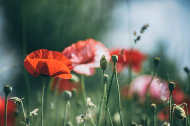 Yeşil çimen tarlasında açan kırmızı gelincik çiçekleri, çiçekli doğal bahar mevsimi arkaplanı, hatıra ve uzlaşma günü için resim olarak kullanılabilir.
