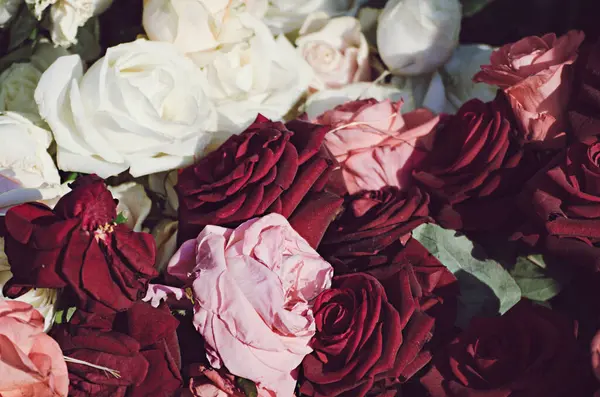 Jardin Avec Des Roses Rouges Blanches Fraîches Fond Vintage Hipster — Photo