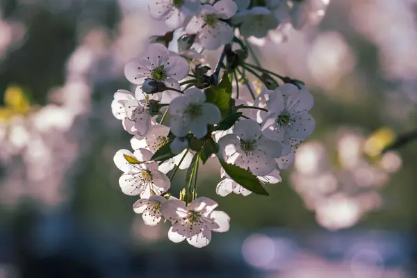 Blühen Der Kirschblüten Frühling Mit Grünen Blättern Und Kopierraum Natürlicher lizenzfreie Stockbilder