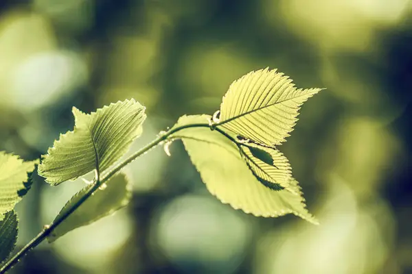 Ηλιόλουστα Πράσινα Ανοιξιάτικα Καλοκαιρινά Φύλλα Στο Δάσος Οικολογικό Φυσικό Εποχιακό Φωτογραφία Αρχείου