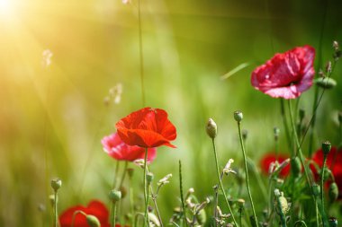 Yeşil çimen tarlasında açan kırmızı gelincik çiçekleri, çiçekli doğal bahar mevsimi arkaplanı, hatıra ve uzlaşma günü için resim olarak kullanılabilir.
