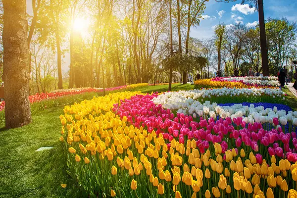 春の歴史的な都市公園 エミルガン公園の伝統的なチューリップ祭り 春の旅行の背景 ストック画像