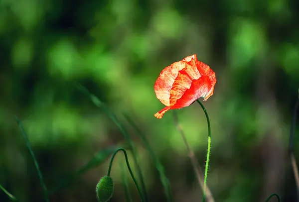 Egyetlen Piros Mákvirág Virágzik Zöld Füves Területen Virágos Természetes Tavasz Stock Kép