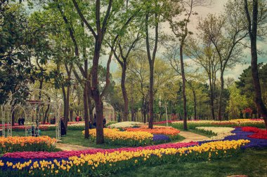Emirgan Parkı 'nda geleneksel Lale Festivali. İlkbaharda tarihi bir şehir parkı.