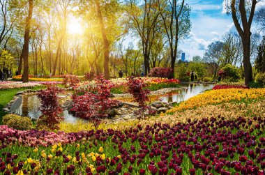 Emirgan Parkı 'nda geleneksel Lale Festivali. İlkbaharda tarihi bir şehir parkı.