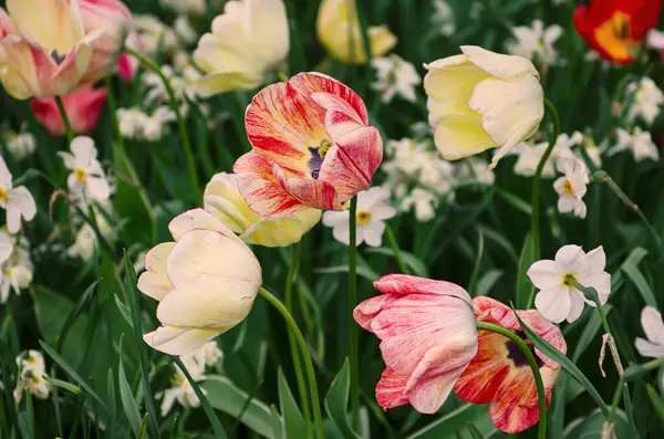 Tavaszi Rét Vörös Fehér Tulipán Virág Virágos Szezonális Háttér Jogdíjmentes Stock Fotók