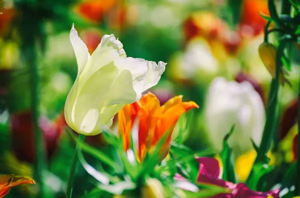 Tavaszi Rét Sárga Narancs Fehér Tulipán Virágok Virágos Szezonális Háttér Stock Kép