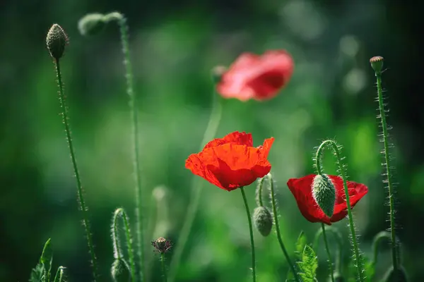 緑の草原に咲く赤いポピーの花 花の自然な春の季節の背景は 思い出と和解の日のイメージとして使用することができます ストック画像
