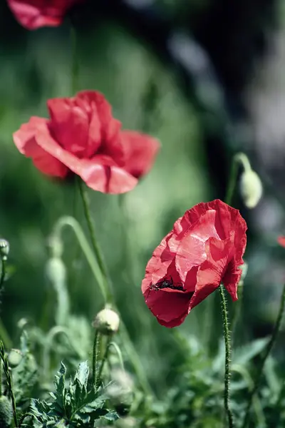 Röda Vallmo Blommor Blommar Det Gröna Gräsfältet Blommiga Naturliga Våren Royaltyfria Stockbilder