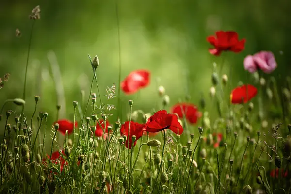 Röda Vallmo Blommor Blommar Det Gröna Gräsfältet Blommiga Naturliga Våren Stockfoto
