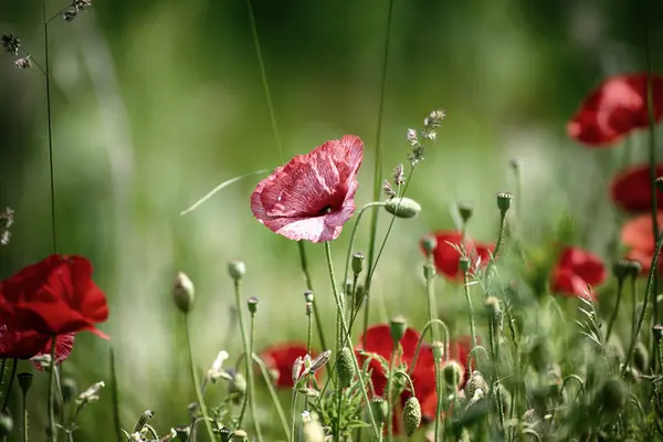 Czerwony Mak Kwiaty Kwitnące Zielonym Polu Trawy Kwiatowy Naturalny Wiosna Obrazy Stockowe bez tantiem