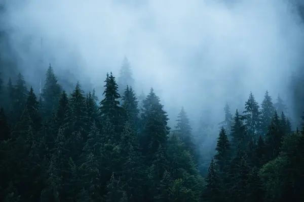 Nebelverhangene Berglandschaft Mit Tannenwald Und Kopierraum Retro Hipster Stil Stockbild