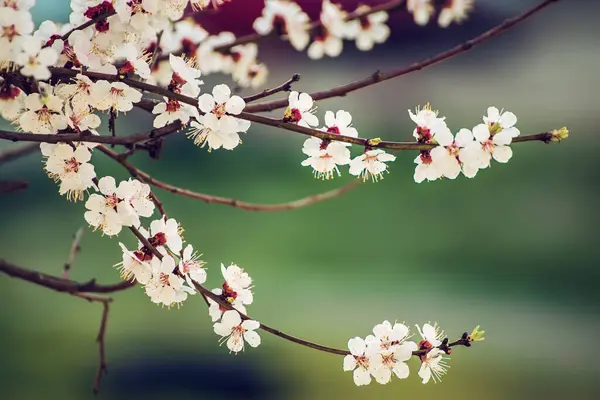 春天里 杏树枝繁叶茂 花朵洁白 具有复制空间的宏映像 自然季节背景 图库图片