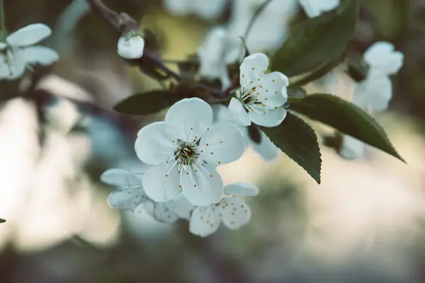 Blühen Der Kirschblüten Frühling Mit Grünen Blättern Und Kopierraum Natürlicher Stockbild