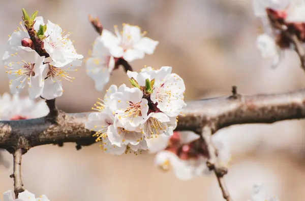 Blütezeit Des Aprikosenbaums Frühling Mit Weißen Schönen Blüten Makrobild Mit Stockfoto