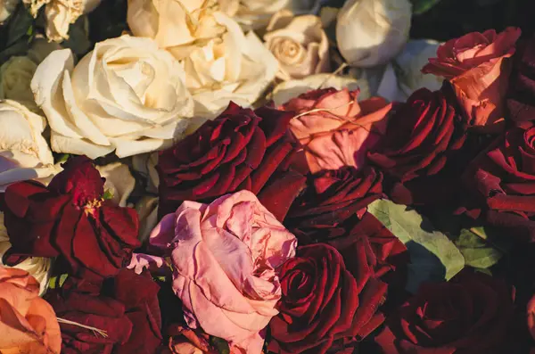 Jardin Avec Des Roses Rouges Blanches Fraîches Fond Vintage Hipster Image En Vente