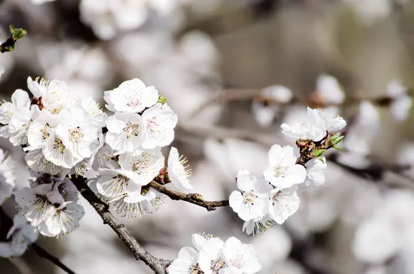 春天里 杏树枝繁叶茂 花朵洁白 具有复制空间的宏映像 自然季节背景 免版税图库图片