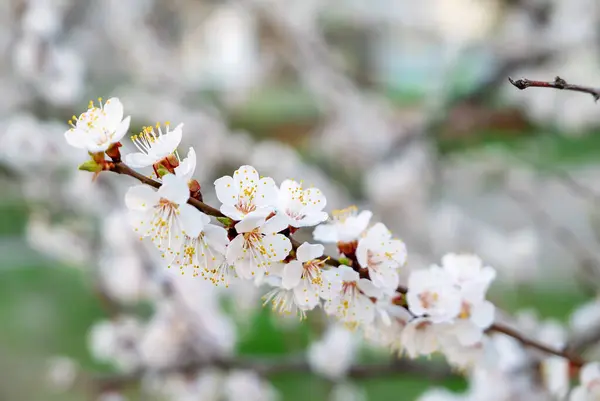 春に白花を咲かせるアプリコットの木 コピースペース付きのマクロイメージ 自然の四季の背景 ロイヤリティフリーのストック写真