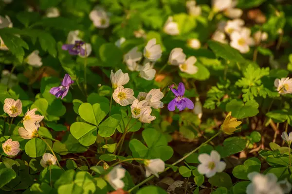 Vackra Vita Anemon Blommor Som Växer Skogen Våren Naturliga Utomhus Stockfoto