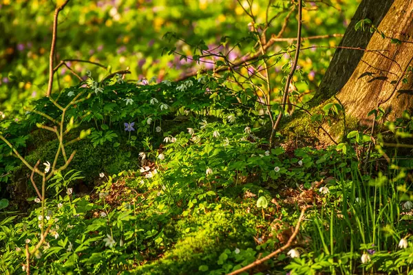 Blommande Grön Skog Med Vita Blommor Vår Naturlig Säsongsbetonad Bakgrund Royaltyfria Stockfoton