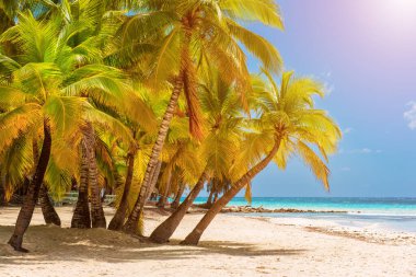 Saona adasındaki güzel Karayip plajı, Dominik Cumhuriyeti. Yeşil palmiye ağaçları, deniz kıyıları ve beyaz kumla tropikal cennet manzarası