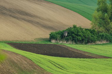 Yeşil tarlaları ve ağaçları olan kırsal alan, Güney Moravya, Çek Cumhuriyeti