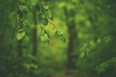 İlkbahar yeşil ormanı, ağaç dalları odaklı, doğal açık hava mevsimsel arka plan.