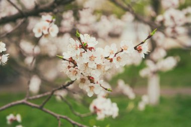 Bahar zamanı kayısı ağacının çiçek açması beyaz güzel çiçeklerle. Kopyalama alanı olan makro resim. Doğal mevsimsel arkaplan.