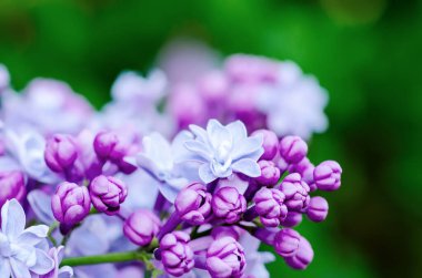 Bahar ayının makro görüntüsü yumuşak mor leylak çiçekleri, doğal mevsimlik çiçek arkaplanı. Kopya alanı olan tatil kartı olarak kullanılabilir.
