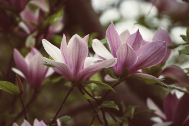 Bahar mevsiminde yeşil yapraklı pembe manolya çiçekleri çiçek açmış.
