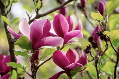 Bahar mevsiminde yeşil yapraklı pembe manolya çiçekleri çiçek açmış.