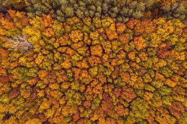 Yukarıdaki renkli sonbahar ormanı bir dronla ele geçirilmiş. Doğal mevsimsel manzara arka planı.