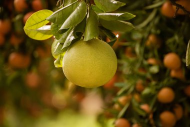 Olgun meyveler narenciye bahçesindeki ağaçlarda asılı. Meyve bahçesinde tropikal pomelo hasat et. Pomelo Çin 'de geleneksel yeni yıl yiyeceğidir, şans getirir. Tarım gıda geçmişi
