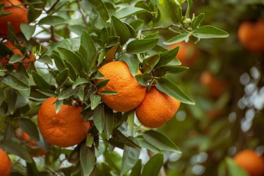 Yeşil yapraklı ve olgun meyveli mandalina bahçesi. Olgunlaşan narenciye meyveleriyle Mandarin Bahçesi. Doğal açık hava gıda geçmişi.