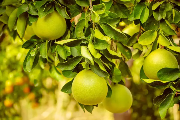 Olgun meyveler narenciye bahçesindeki ağaçlarda asılı. Meyve bahçesinde tropikal pomelo hasat et. Pomelo Çin 'de geleneksel yeni yıl yiyeceğidir, şans getirir. Tarım gıda geçmişi