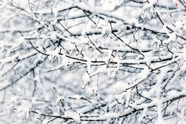Karların altında ağaç dalları, doğal mahsul kış arka planı, mevsimsel hava konsepti