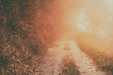 Güzel güneşli sonbahar manzarası. Düşen kuru kırmızı yapraklar, ormanda yol, ağaçlar ve sabah sisi.