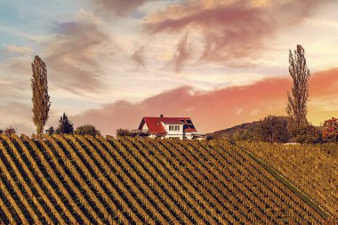 Slovenya 'nın Stajerska şehrinin günbatımında, şarap üretim alanında güzel üzüm bağları var. Yeşil üzüm bağları, yuvarlanan tepeler, evler, mahzenler. Steyer şarap bölgesi. Doğal tarım arazisi.