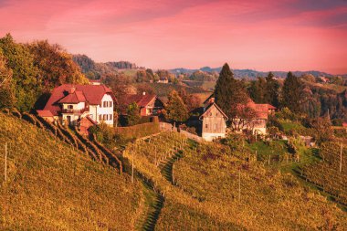 Slovenya 'nın Stajerska şehrinin günbatımında, şarap üretim alanında güzel üzüm bağları var. Yeşil üzüm bağları, yuvarlanan tepeler, evler, mahzenler. Steyer şarap bölgesi. Doğal tarım arazisi.
