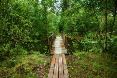 Huysuz yaz ormanı ve ahşap patikalı bataklık, köprü ve yeşil ağaçlar, doğal bağbozumu arka planı. Estonya