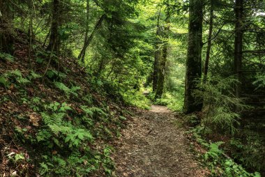 Karanlık, kasvetli bir orman, yeşil ağaçlar, doğal, klasik bir arka plan.