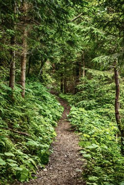 Karanlık, kasvetli bir orman, yeşil ağaçlar, doğal, klasik bir arka plan.