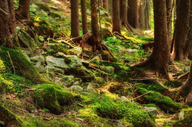 Yol ve yeşil ağaçlarla kaplı karamsar bir yaz ormanı, doğal bağbozumu arka planı. Ukrayna. Carpatian Dağları