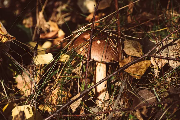 Leccinum scabrum olarak bilinen sert saplı bolete, skaler stalk, huş boleti, Boletaceae familyasından yenilebilir bir mantar eskiden sonbahar ormanlarında vahşi olarak yetişen Boletus scaber.