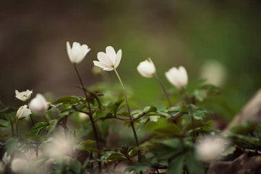Güzel beyaz şakayık çiçekleri İlkbaharda ormanda yetişir, Doğal açık hava mevsimsel yumuşak arka plan