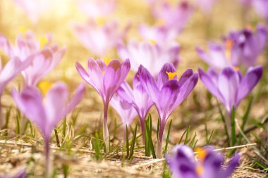Kuru sarı çimlerde yetişen güzel mor timsah çiçekleri, ilkbaharın ilk işareti. Mevsimlik paskalya doğal arka planı.